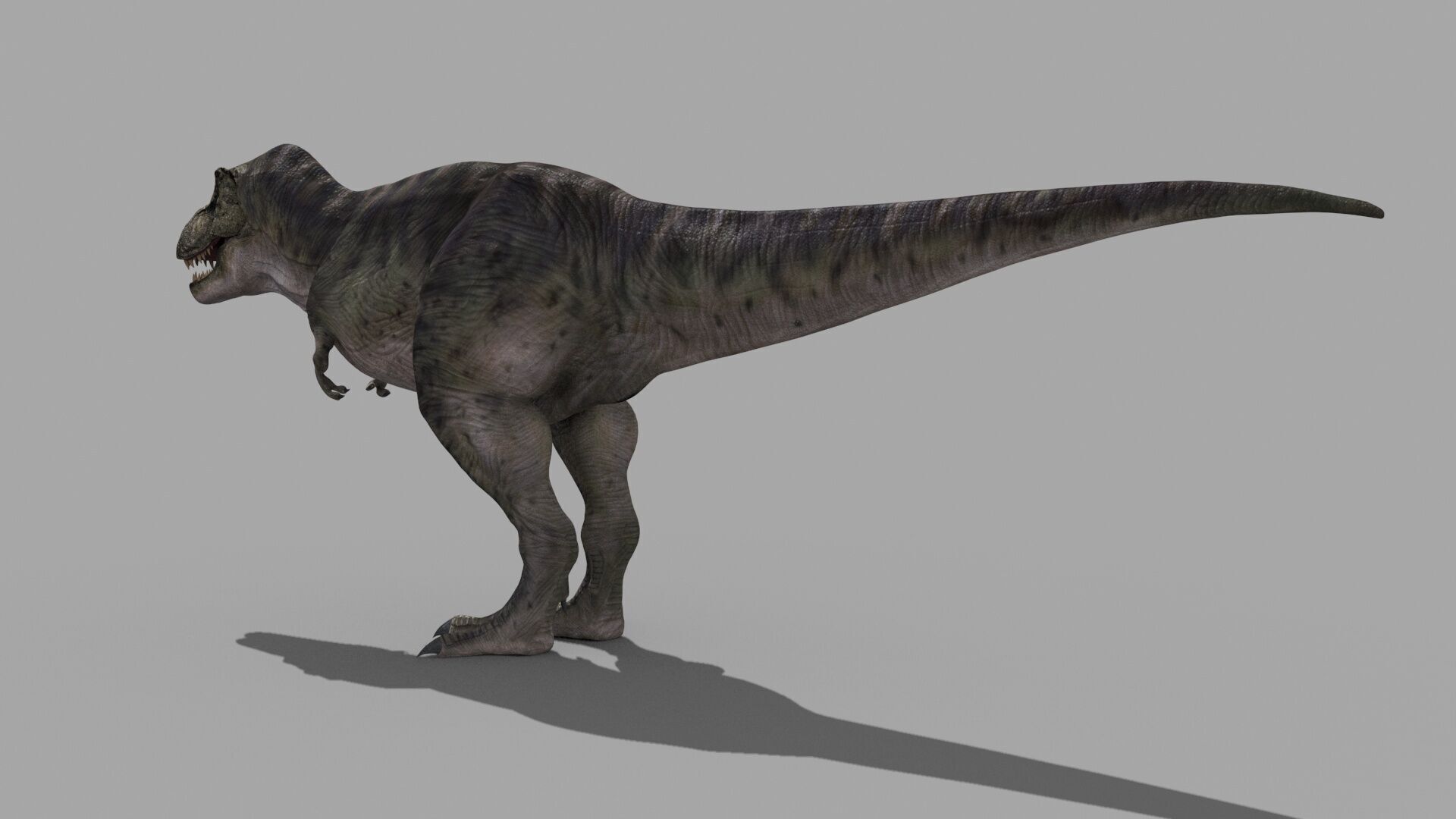 Accurate T Rex 8K - fully animated 3D model_8