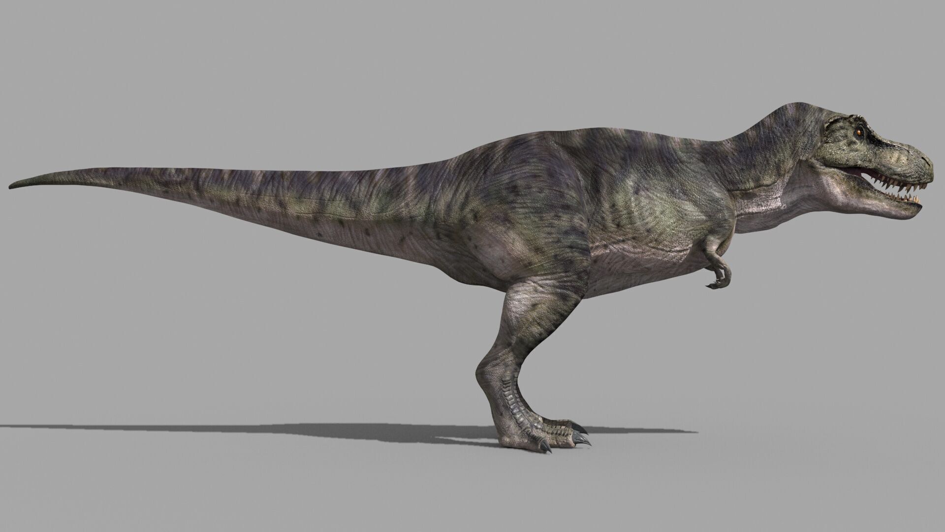 Accurate T Rex 8K - fully animated 3D model_21