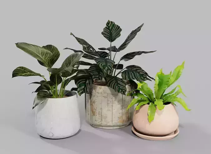 Indoor Plants in Pots