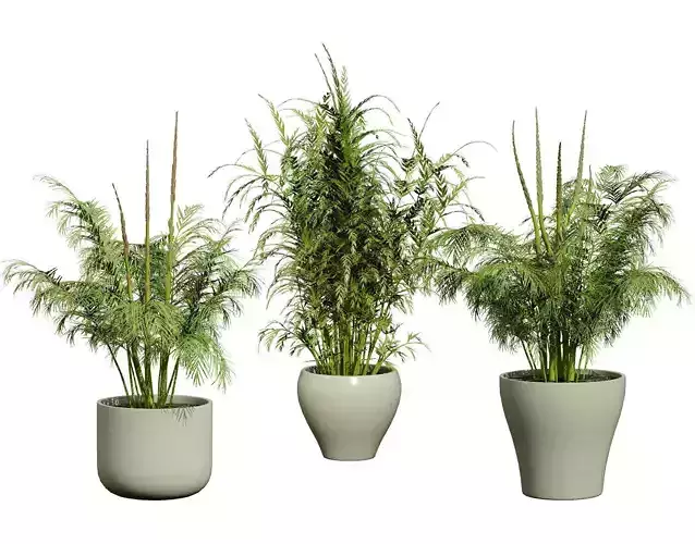 stem sprouts asparagus plant Low-poly 3D model