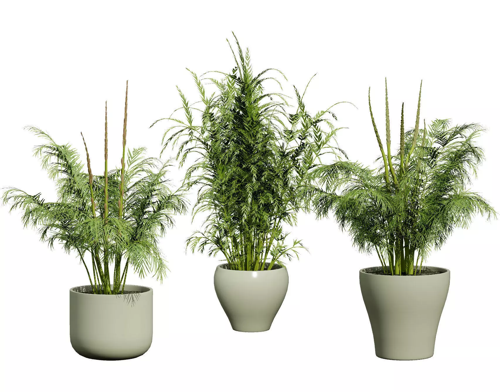 stem sprouts asparagus plant Low-poly 3D model_0