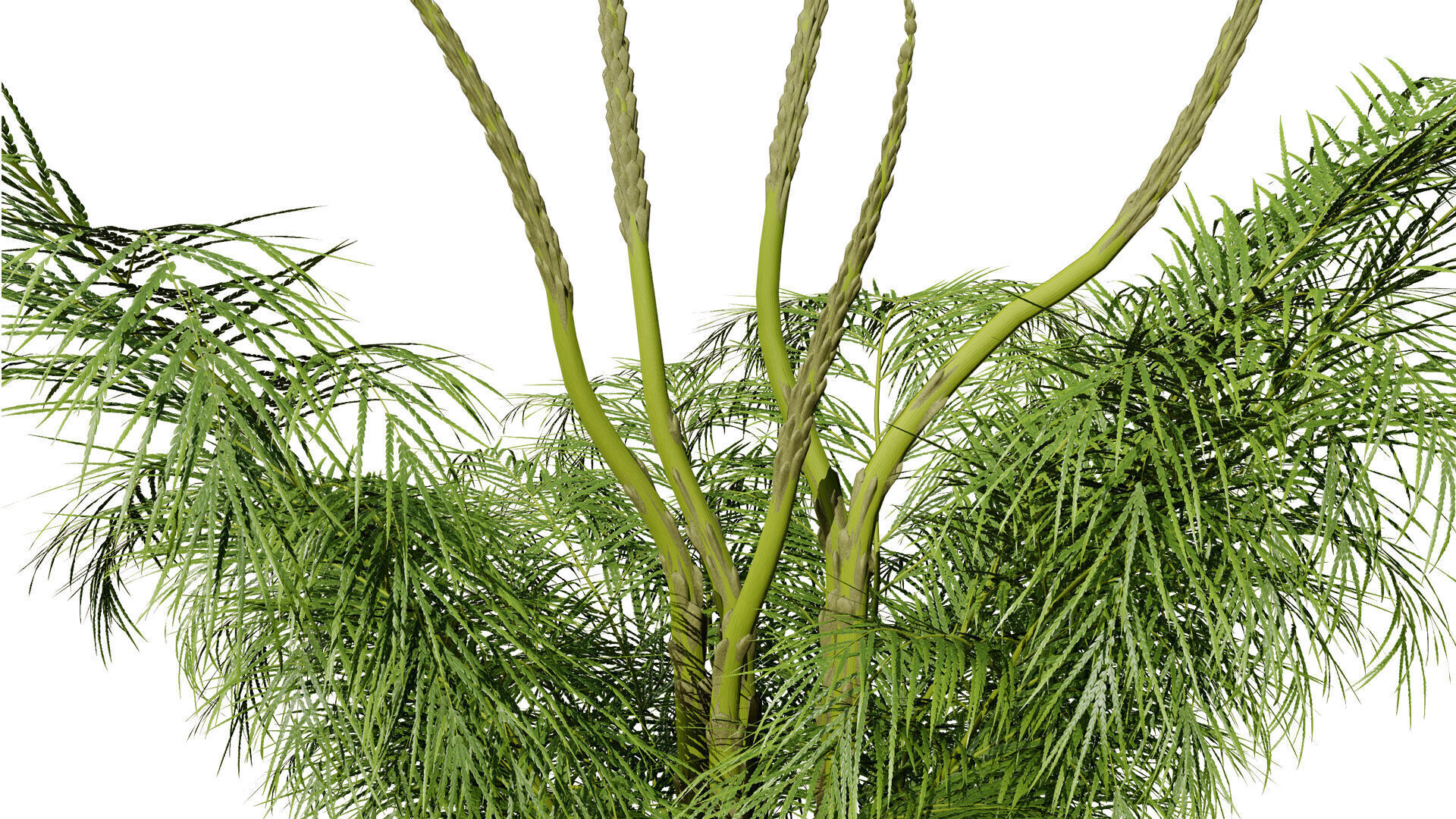 stem sprouts asparagus plant Low-poly 3D model_8