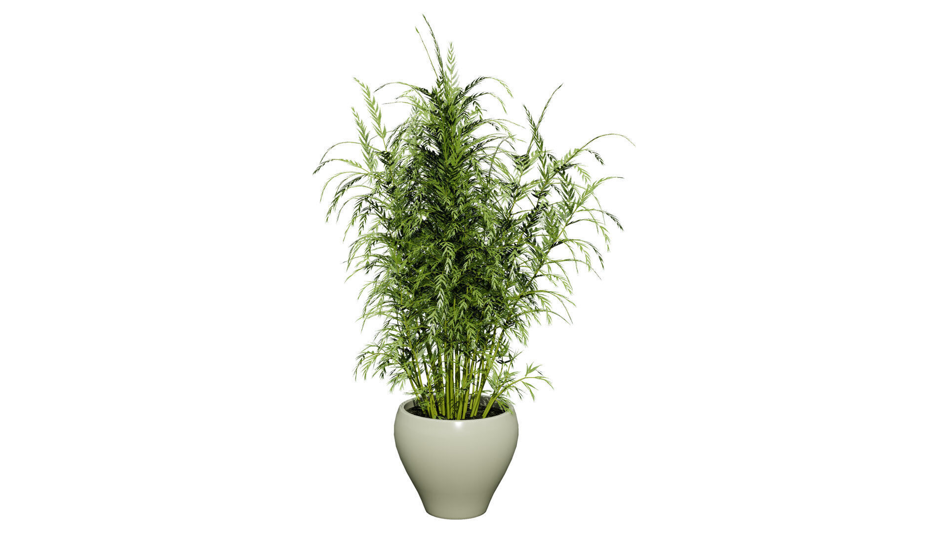 stem sprouts asparagus plant Low-poly 3D model_9
