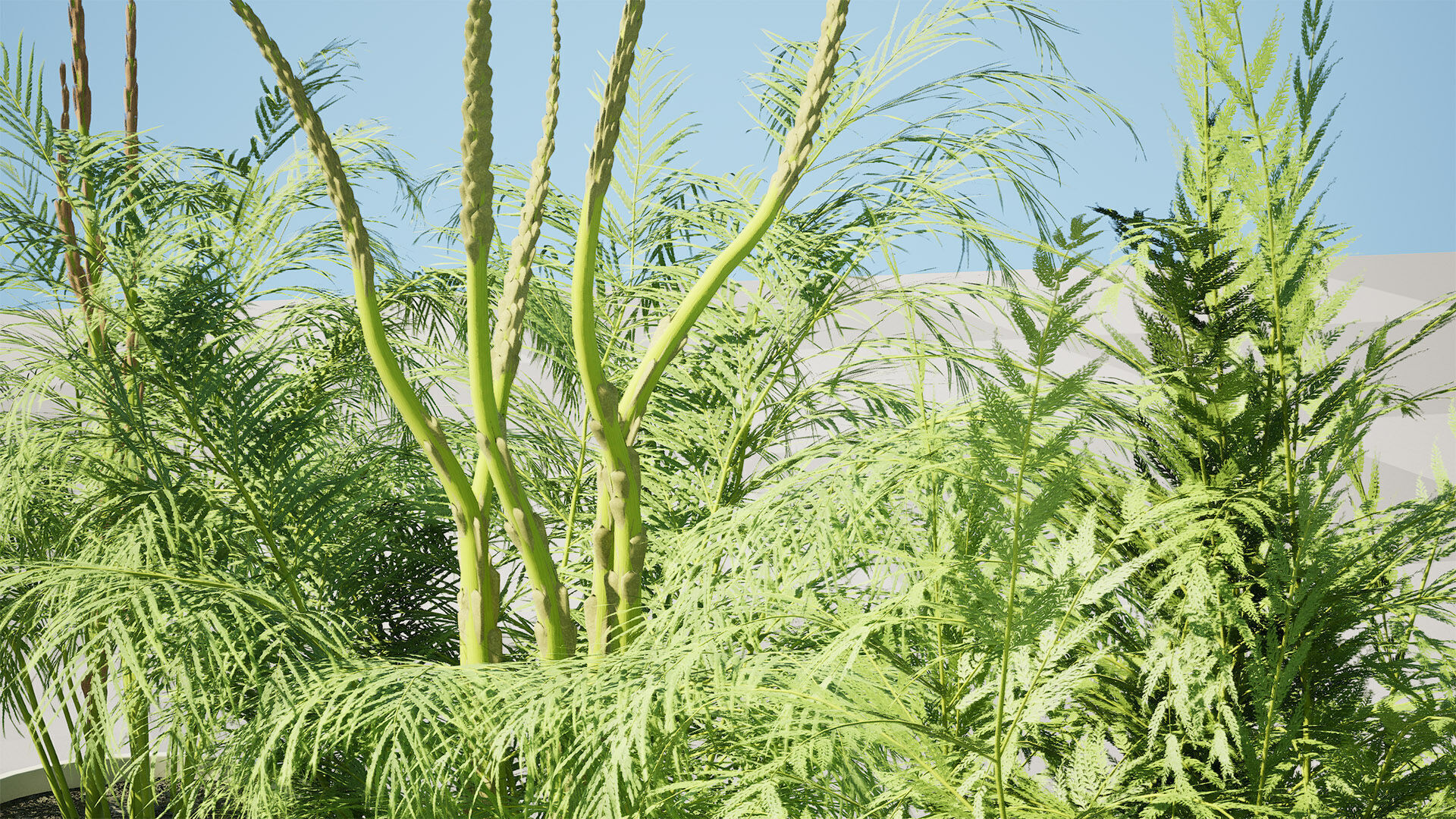 stem sprouts asparagus plant Low-poly 3D model_5