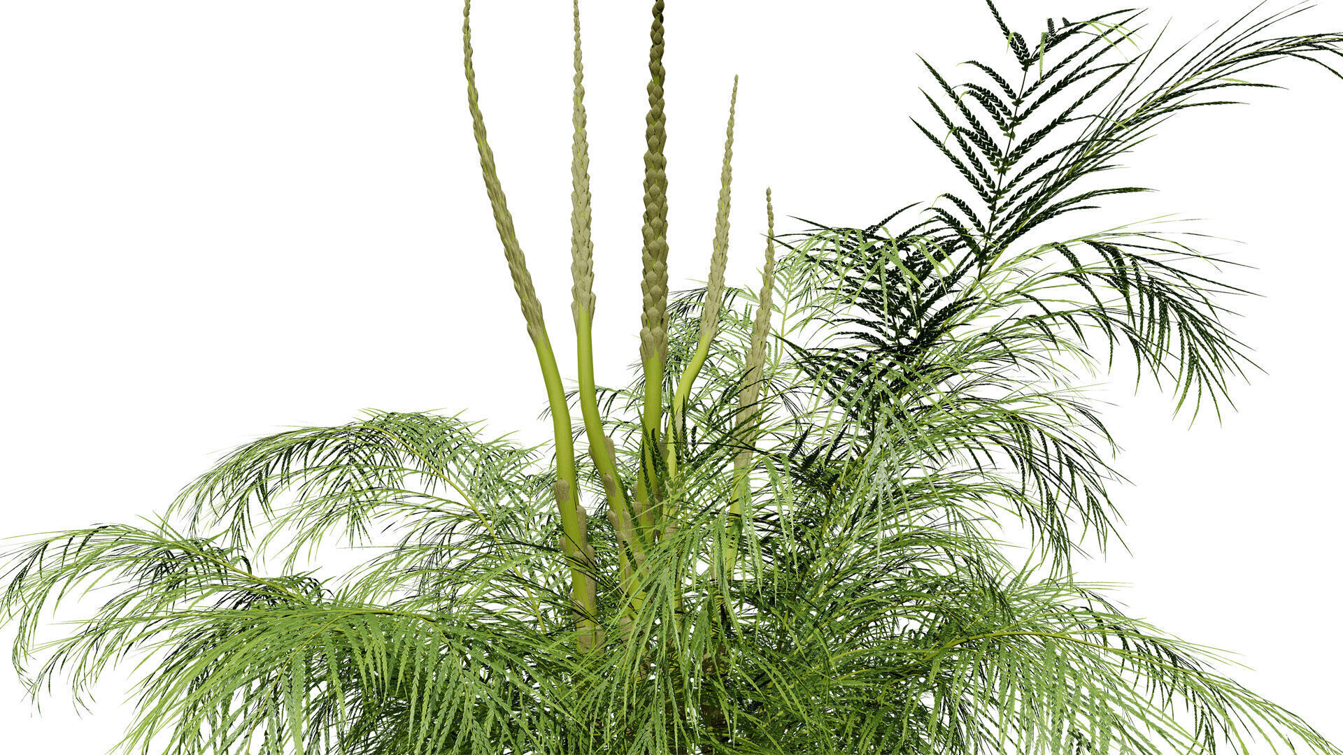 stem sprouts asparagus plant Low-poly 3D model_2