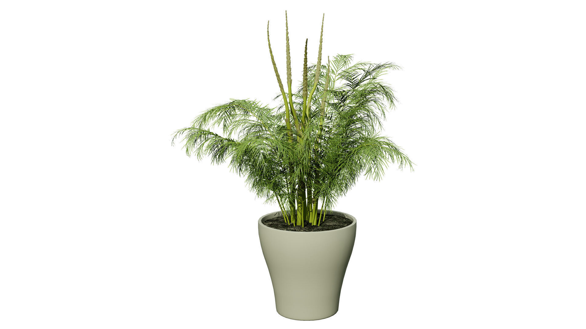 stem sprouts asparagus plant Low-poly 3D model_1