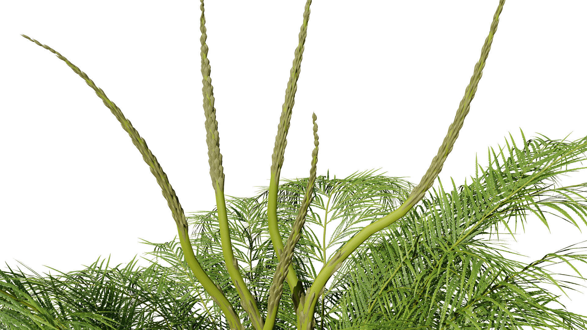 stem sprouts asparagus plant Low-poly 3D model_7