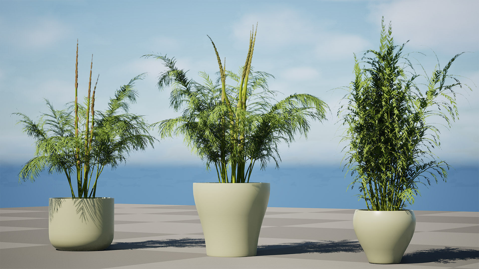 stem sprouts asparagus plant Low-poly 3D model_3