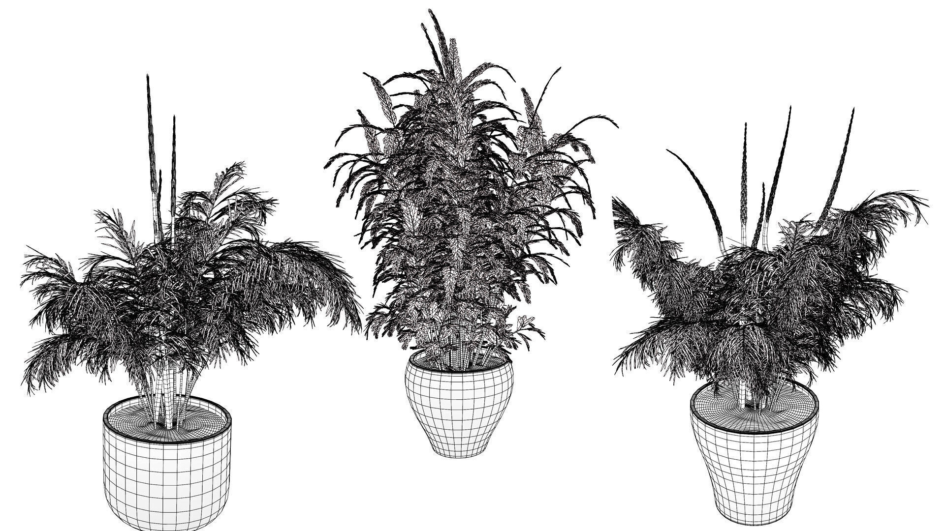 stem sprouts asparagus plant Low-poly 3D model_10