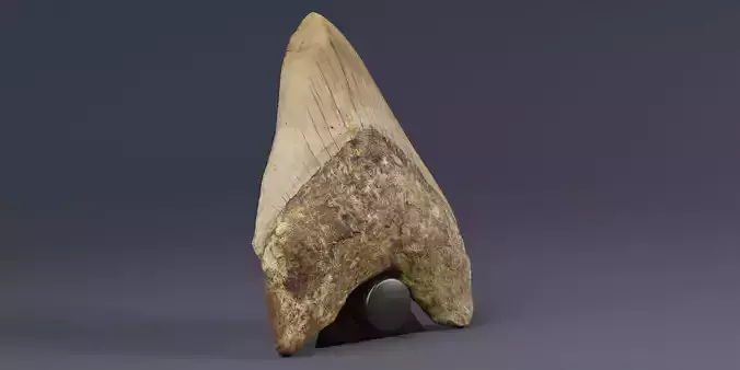 3D Scanned Megalodon Teeth