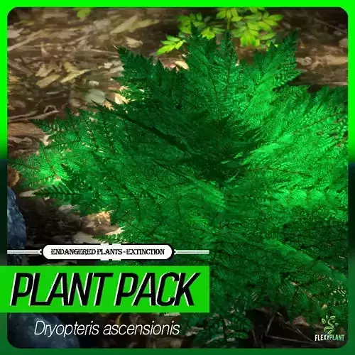 Extinct Plant - 4 Dryopteris ascensionis Bush