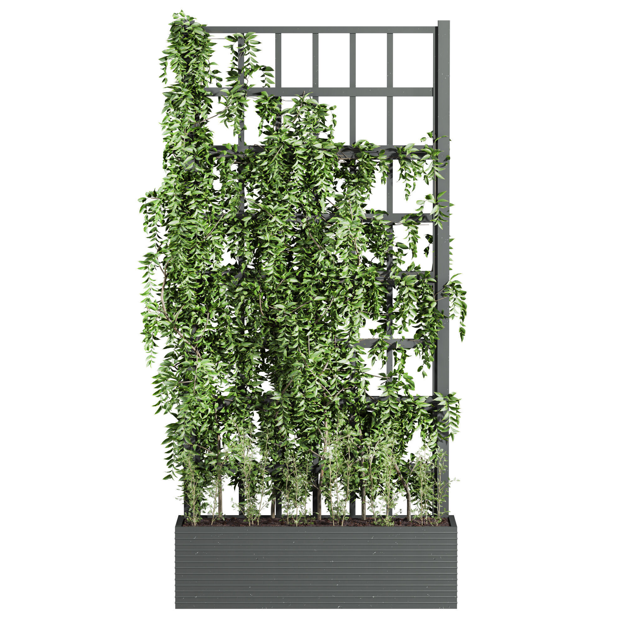 ivy plants 3D model_2