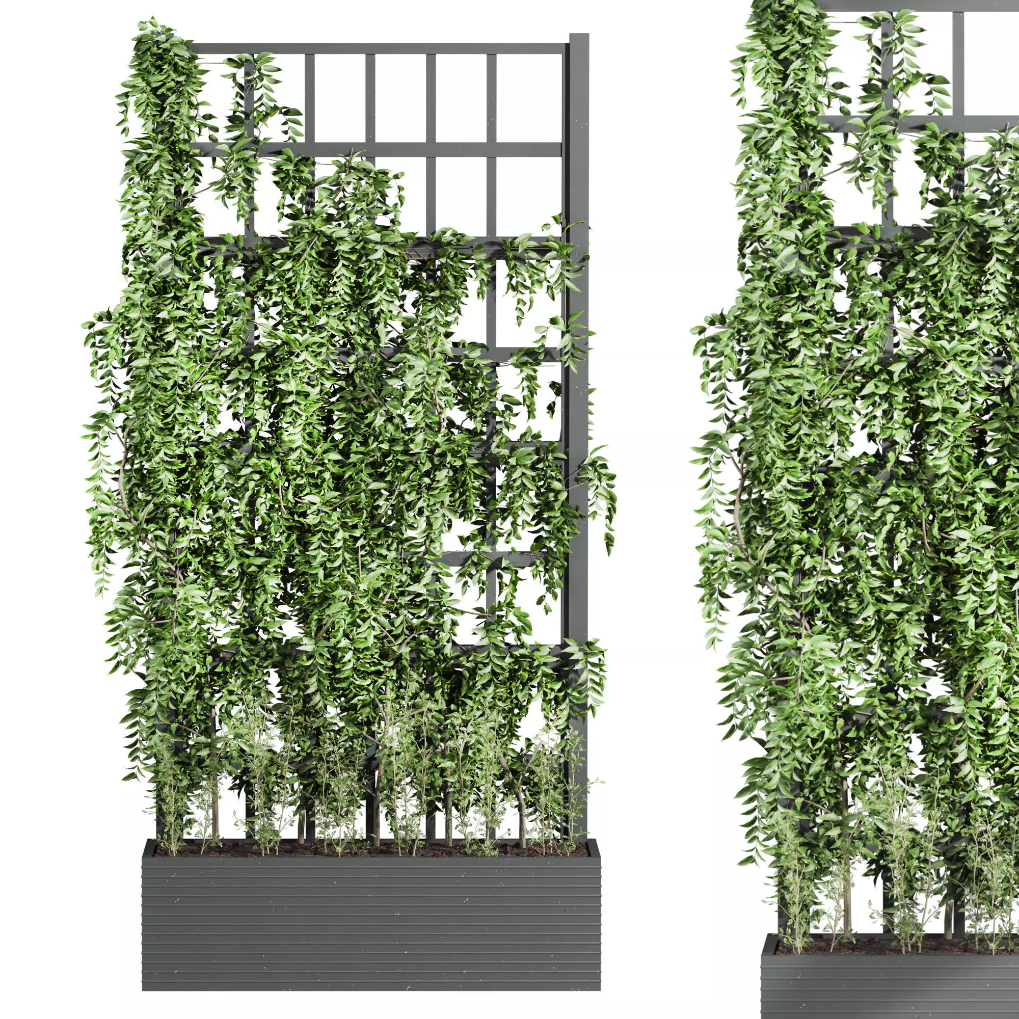 ivy plants 3D model_0