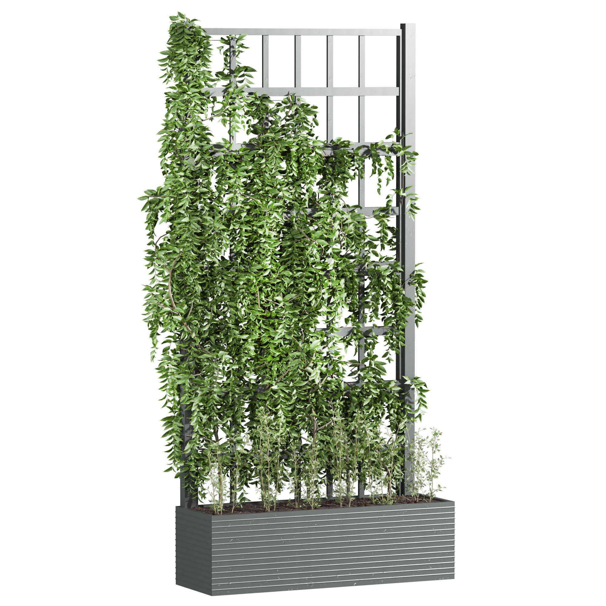 ivy plants 3D model_1