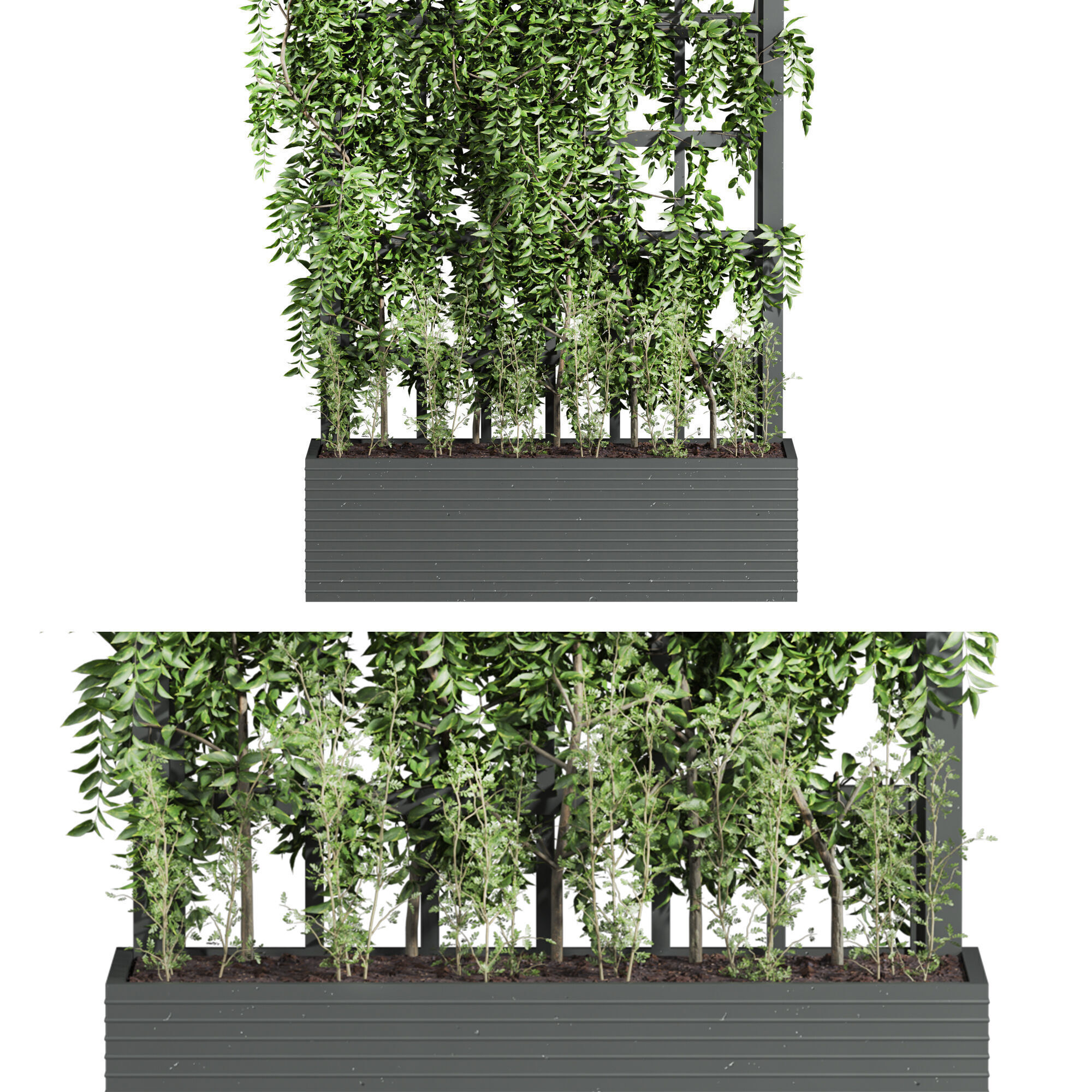 ivy plants 3D model_4