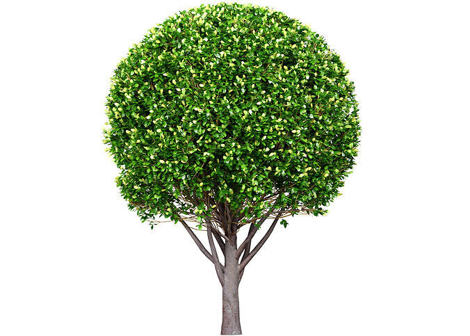 Evergreen garden tree  shrub bush Boxwood 3D model