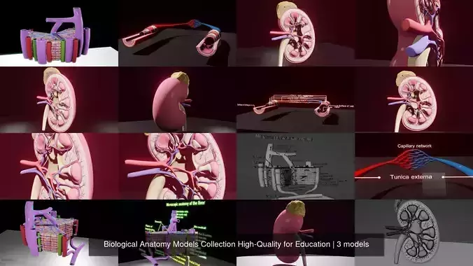 Biological Anatomy Models Collection High-Quality for Education 