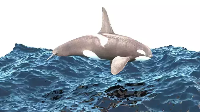 Orca Is Jumping In The Ocean