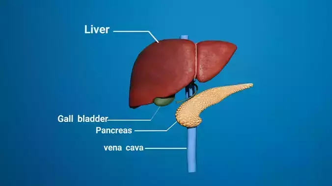 Realistic 3D Human Liver Model for Medical and CGI Projects
