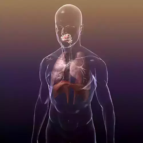 Respiratory System Lungs in a Human Body HD