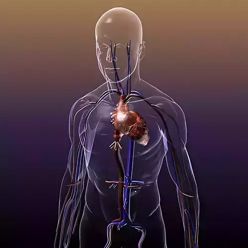 Circulatory System in a Human Body HD 3D model
