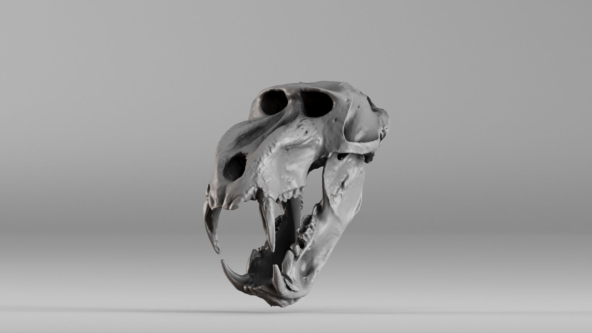 001584 Baboon Skull 3D print model_22