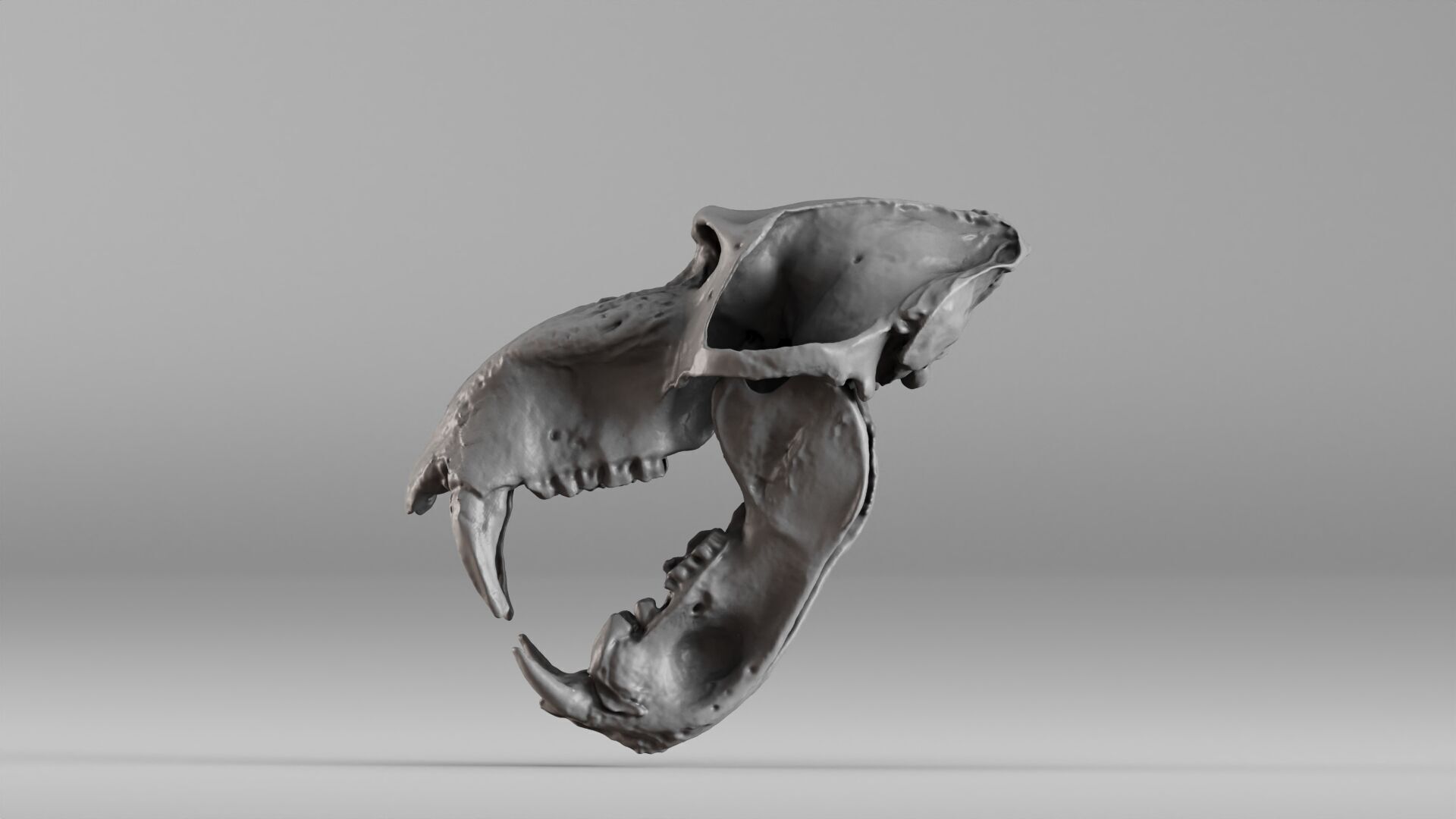 001584 Baboon Skull 3D print model_18
