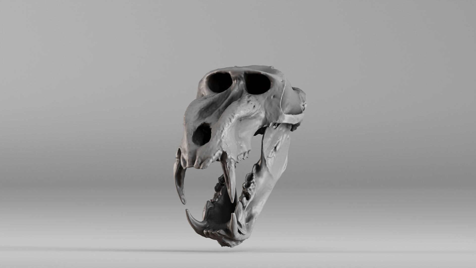 001584 Baboon Skull 3D print model_2