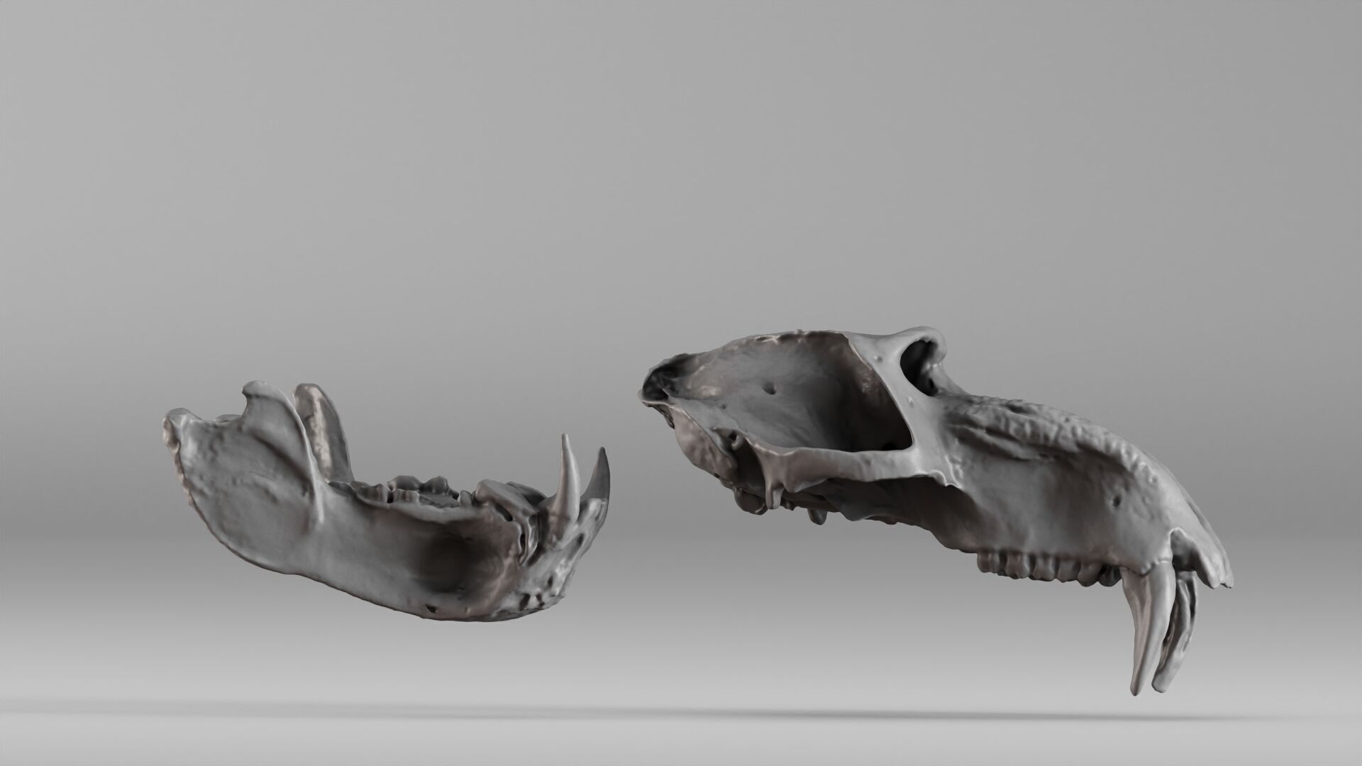 001584 Baboon Skull 3D print model_9