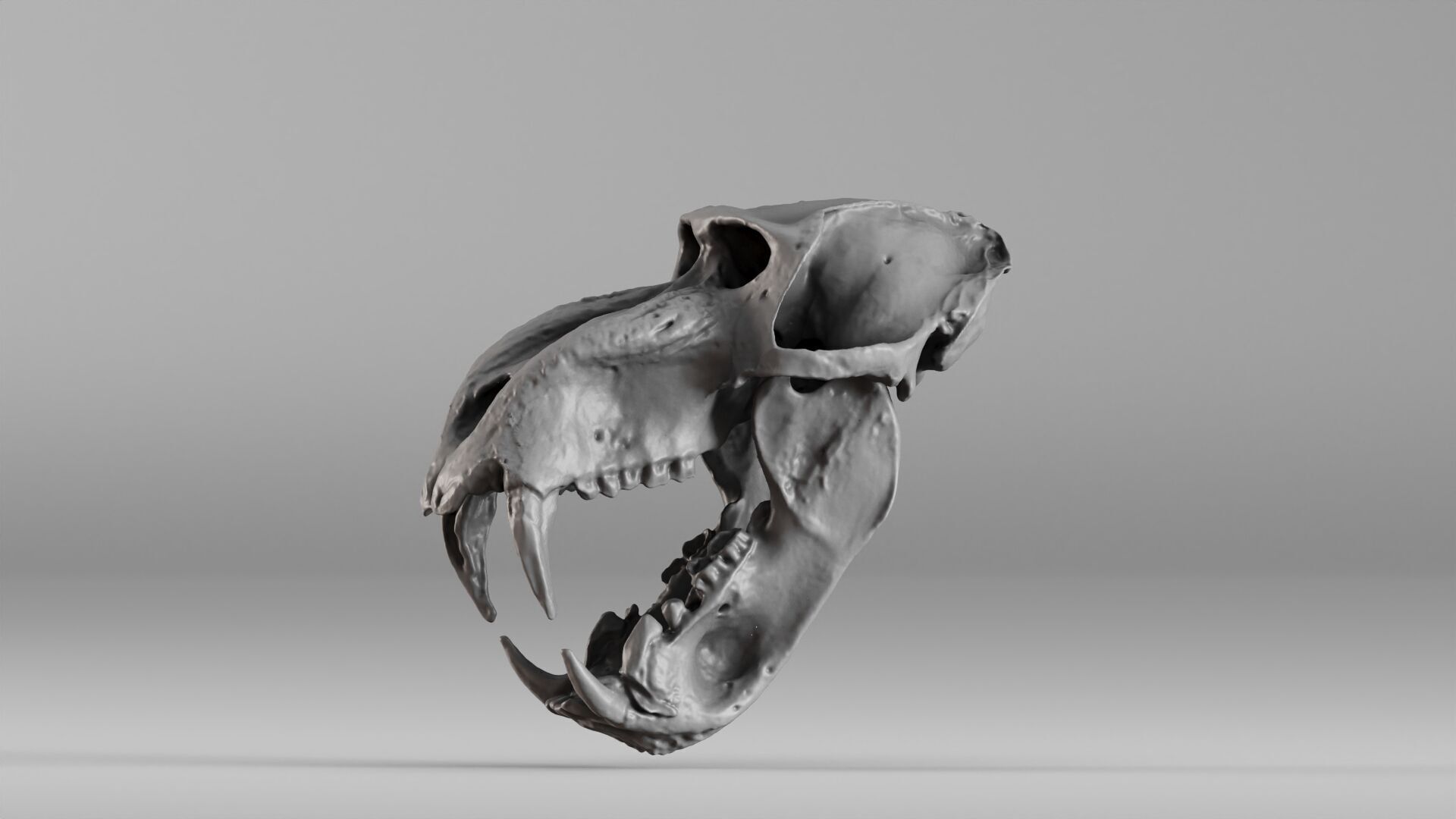 001584 Baboon Skull 3D print model_19