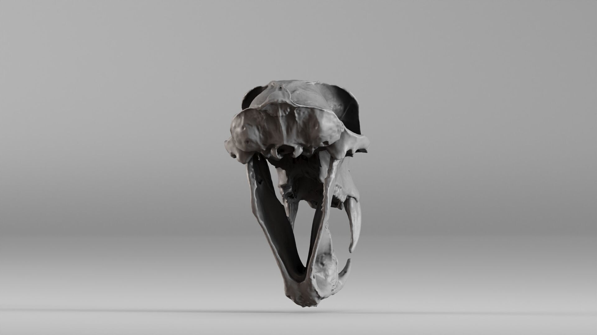 001584 Baboon Skull 3D print model_13