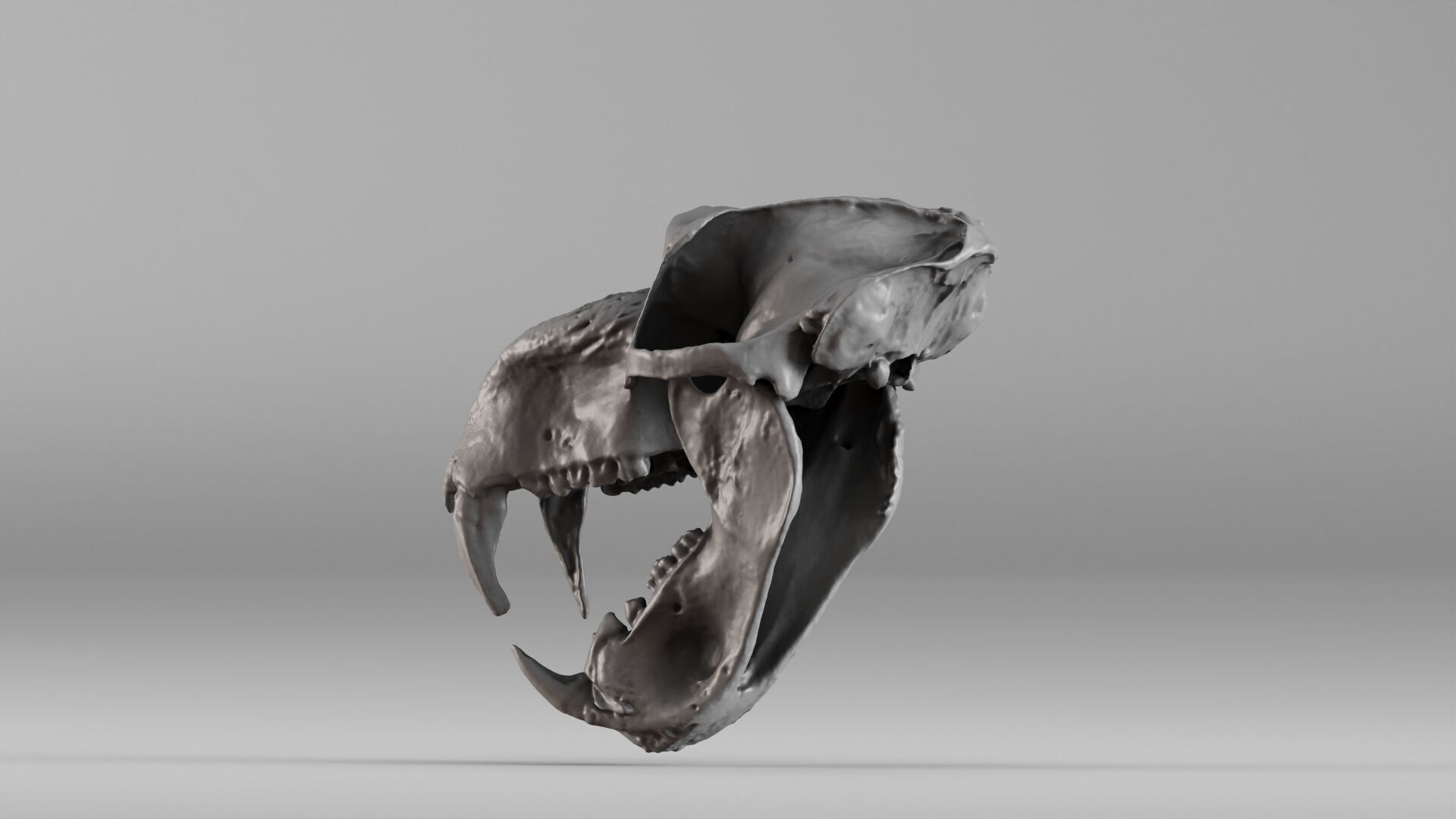 001584 Baboon Skull 3D print model_16
