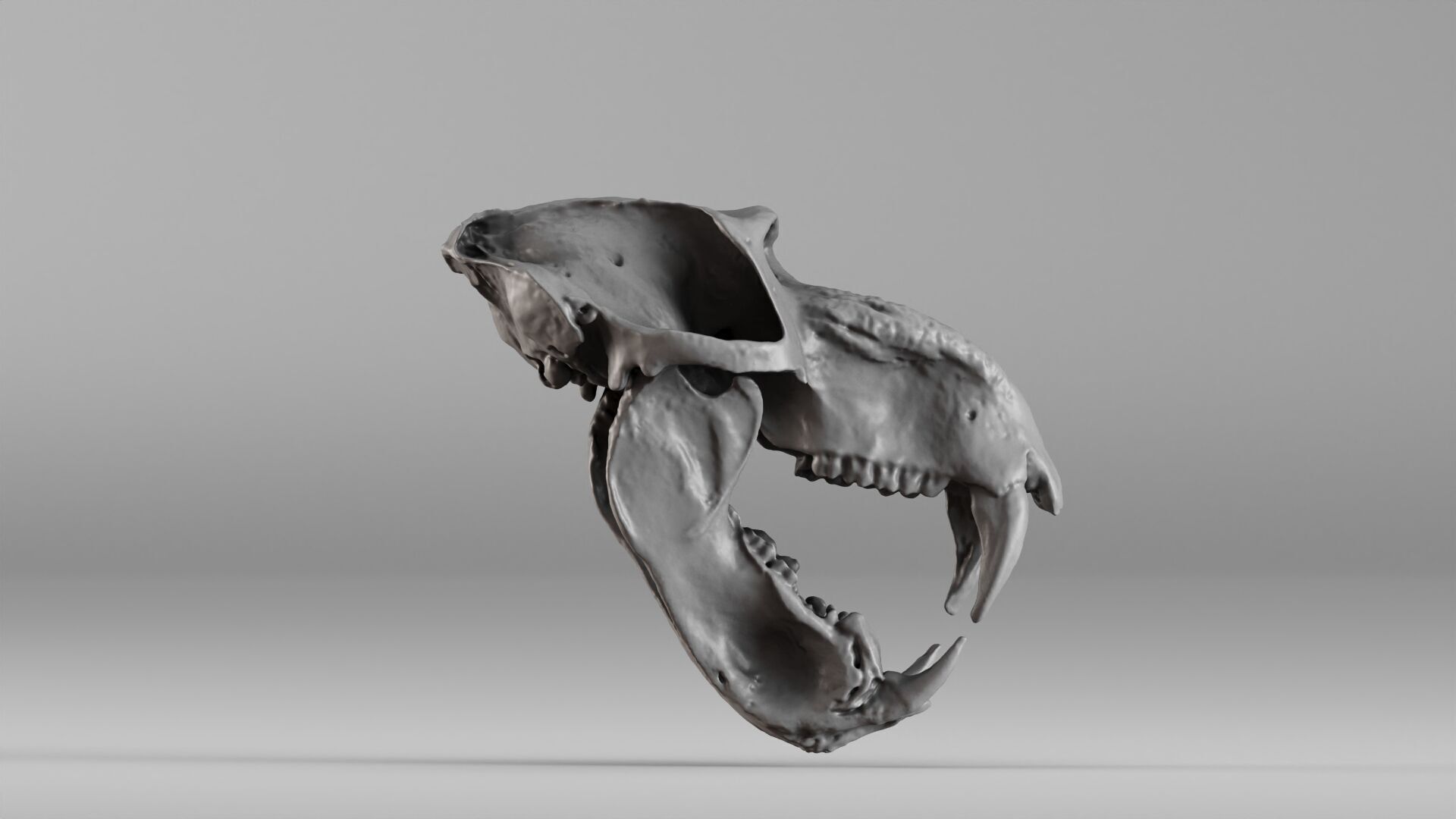 001584 Baboon Skull 3D print model_10