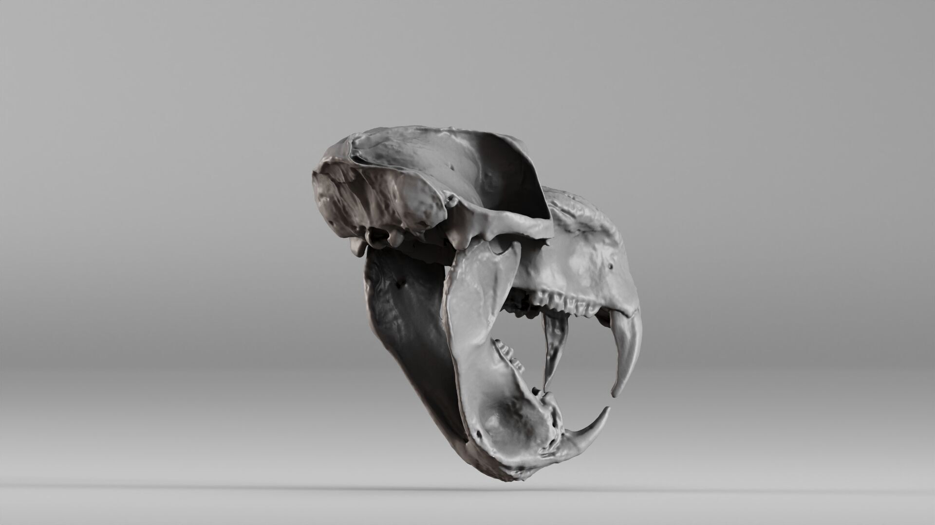 001584 Baboon Skull 3D print model_11