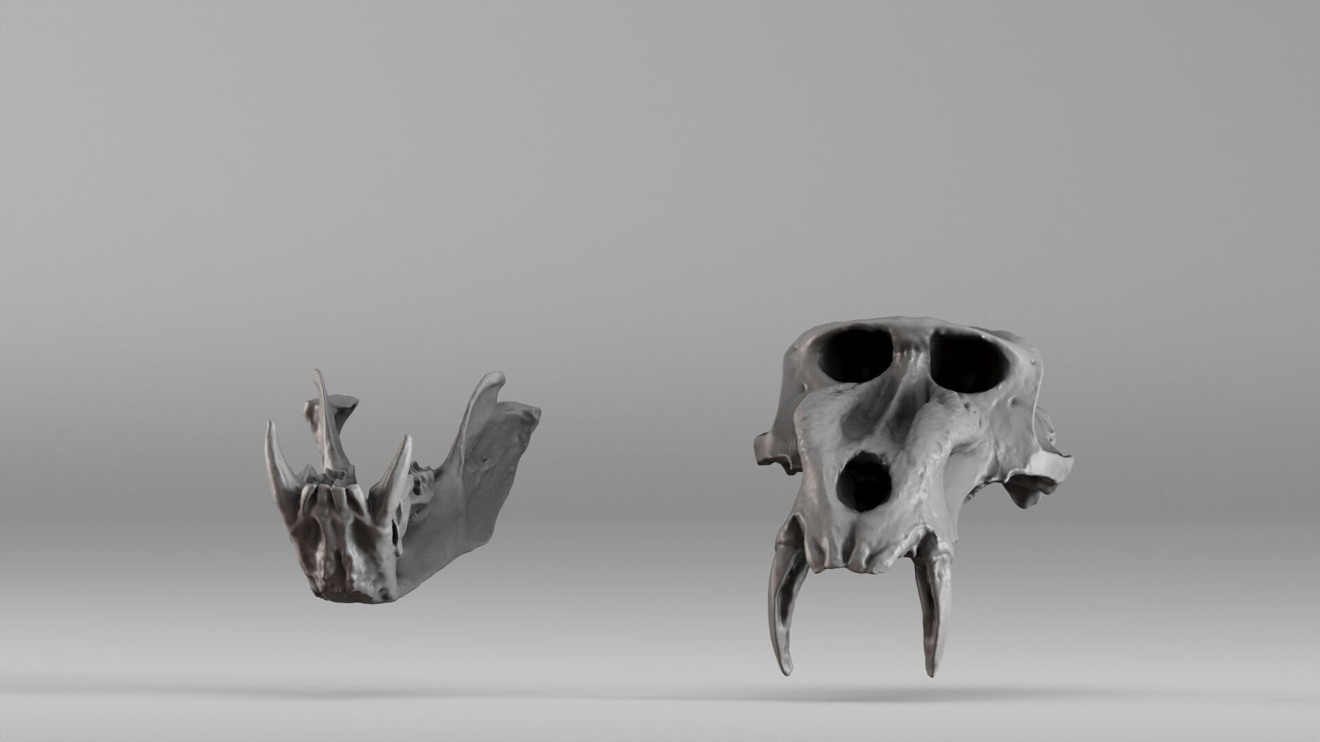 001584 Baboon Skull 3D print model_3