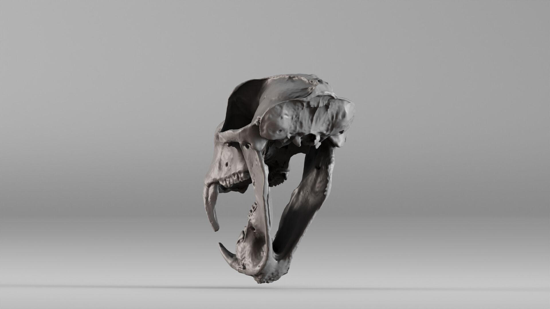 001584 Baboon Skull 3D print model_15