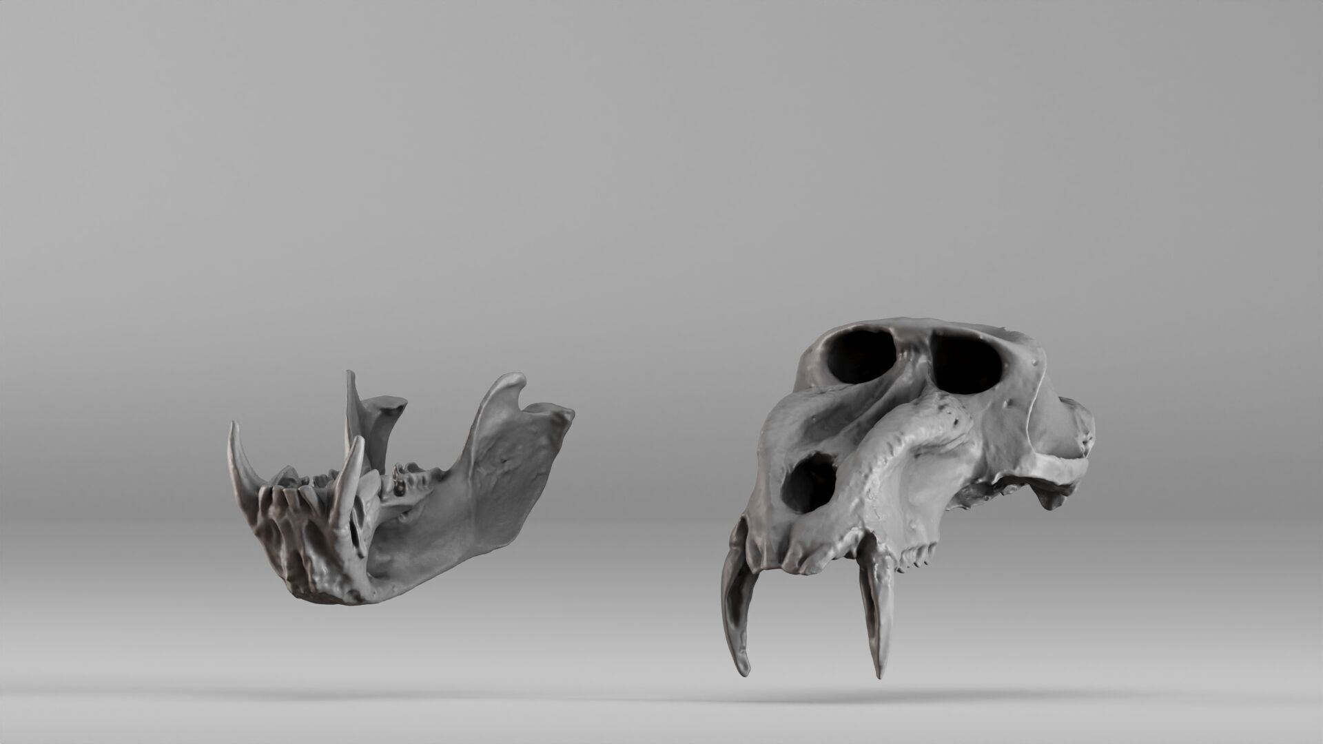 001584 Baboon Skull 3D print model_1