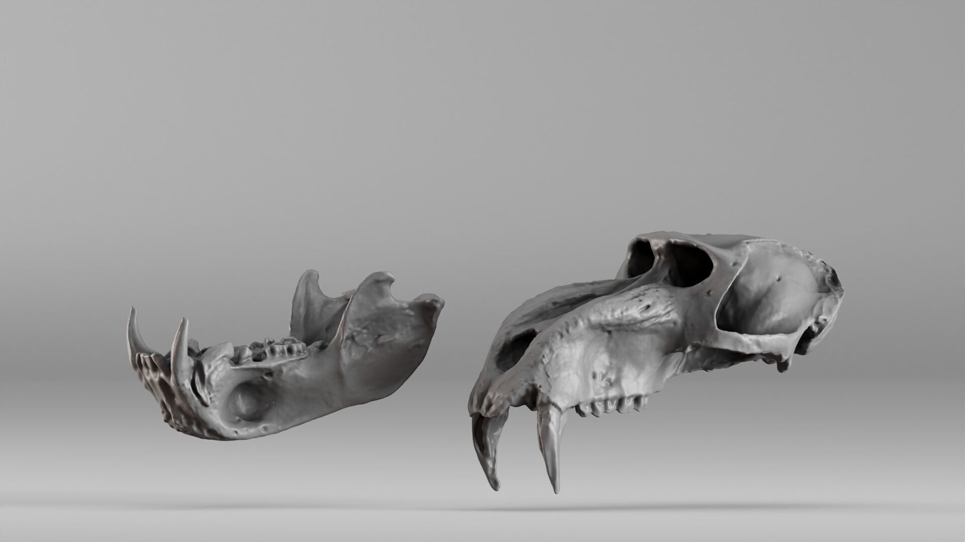 001584 Baboon Skull 3D print model_20