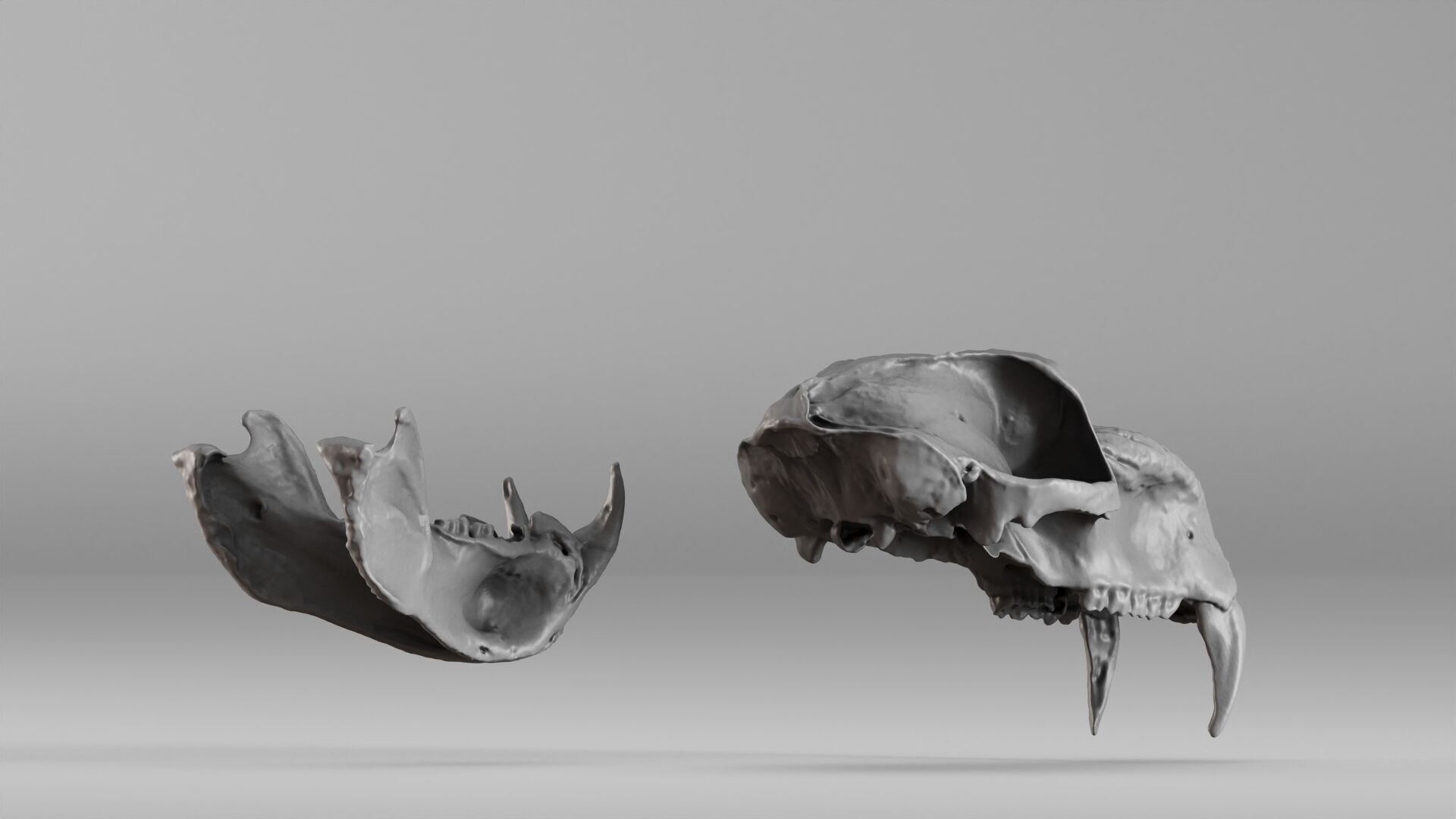 001584 Baboon Skull 3D print model_12