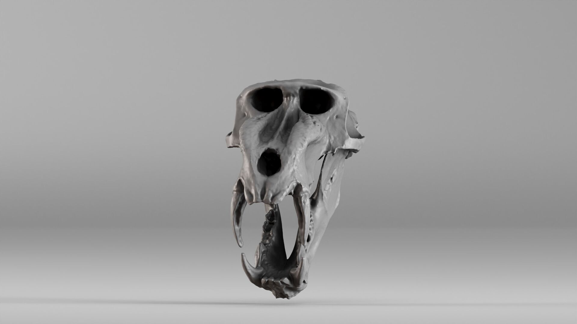 001584 Baboon Skull 3D print model_4