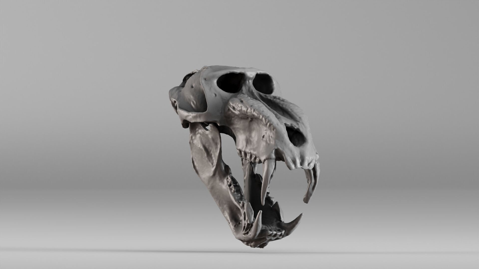 001584 Baboon Skull 3D print model_7