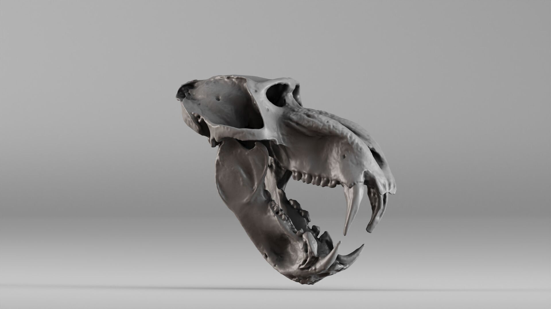 001584 Baboon Skull 3D print model_8