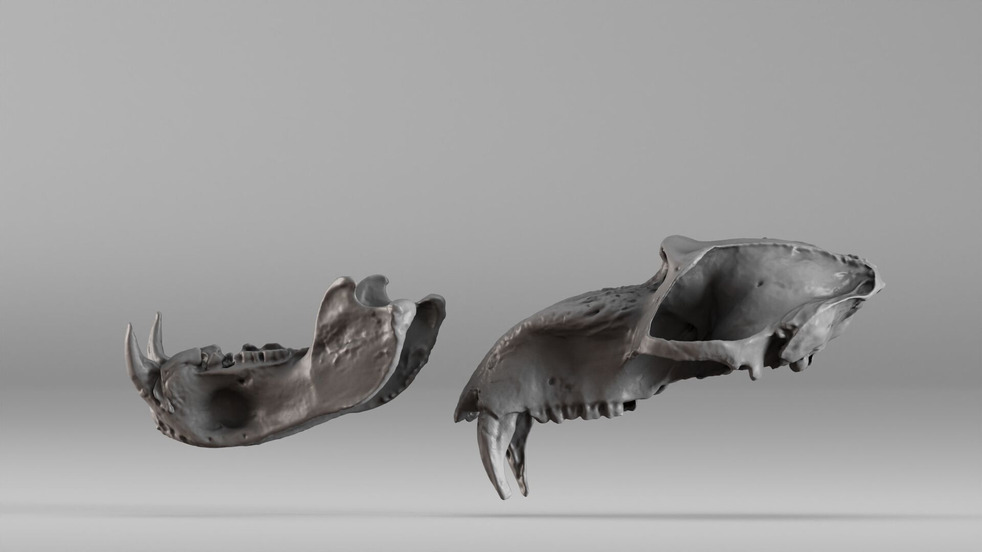 001584 Baboon Skull 3D print model_17