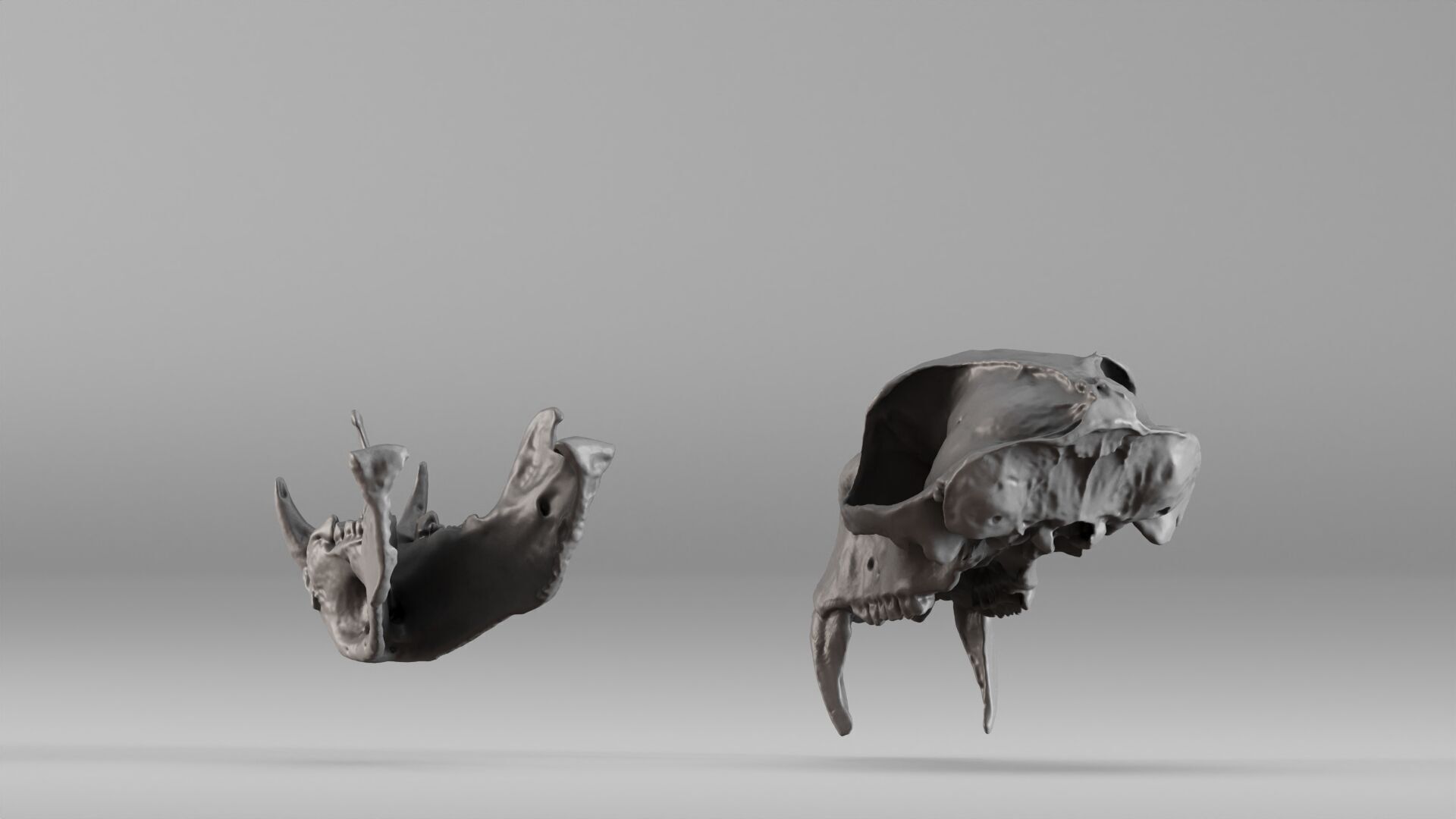 001584 Baboon Skull 3D print model_14