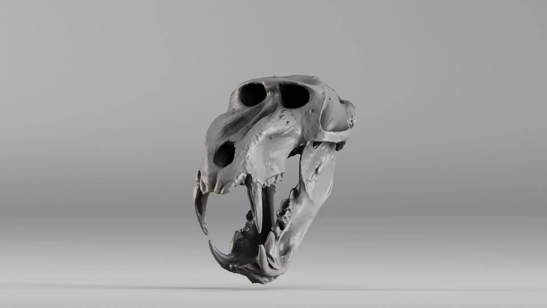 001584 Baboon Skull 3D print model_0