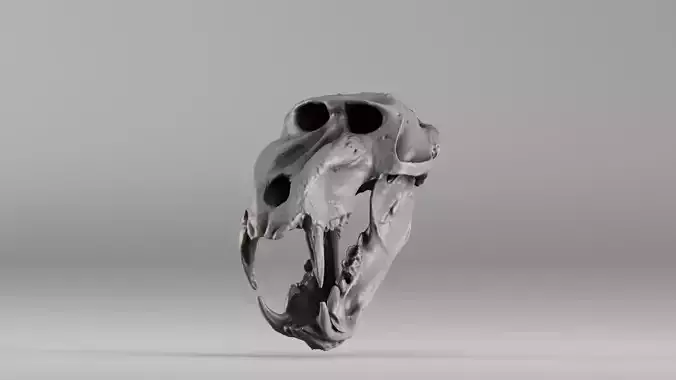 001584 Baboon Skull