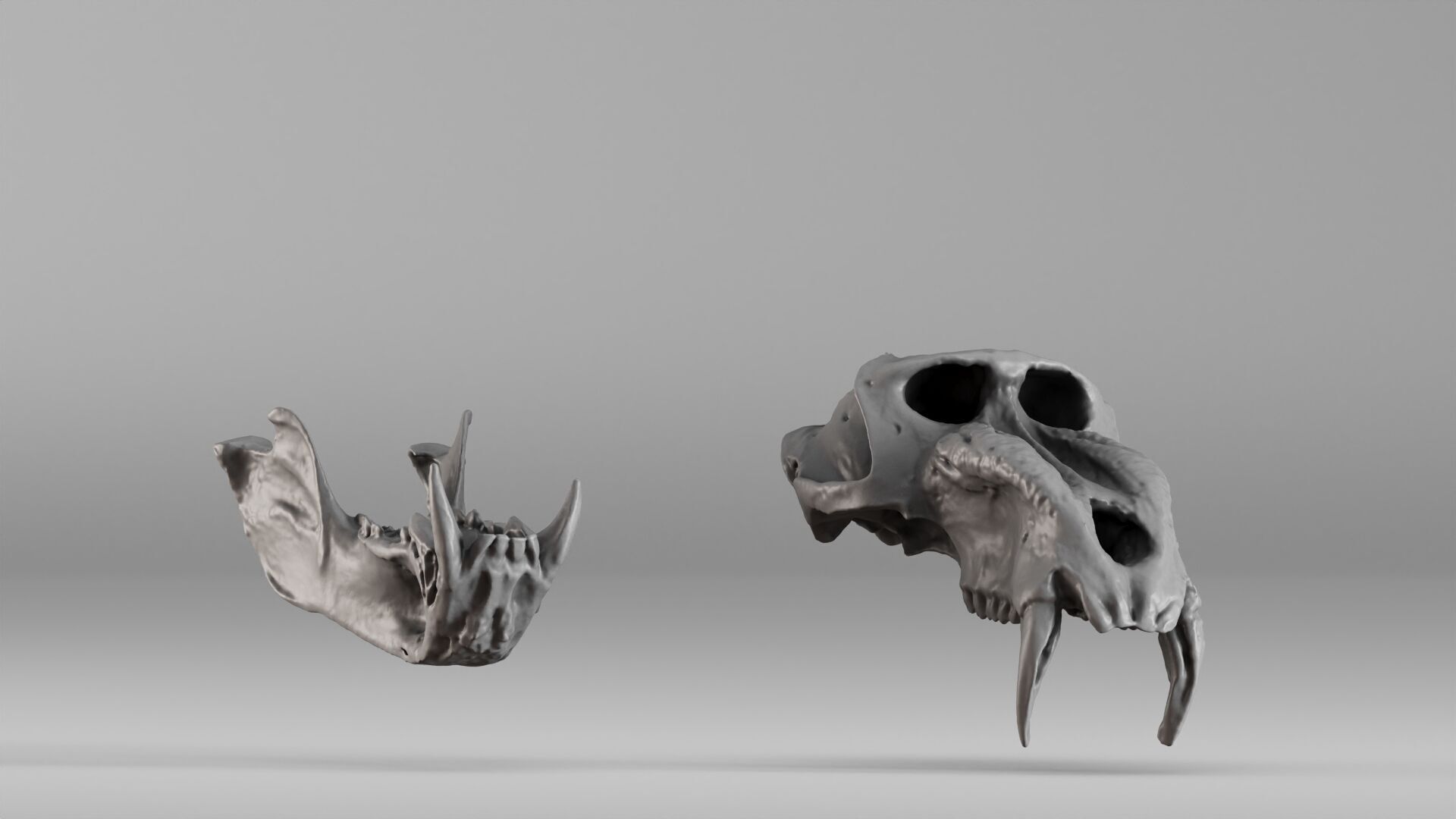 001584 Baboon Skull 3D print model_6