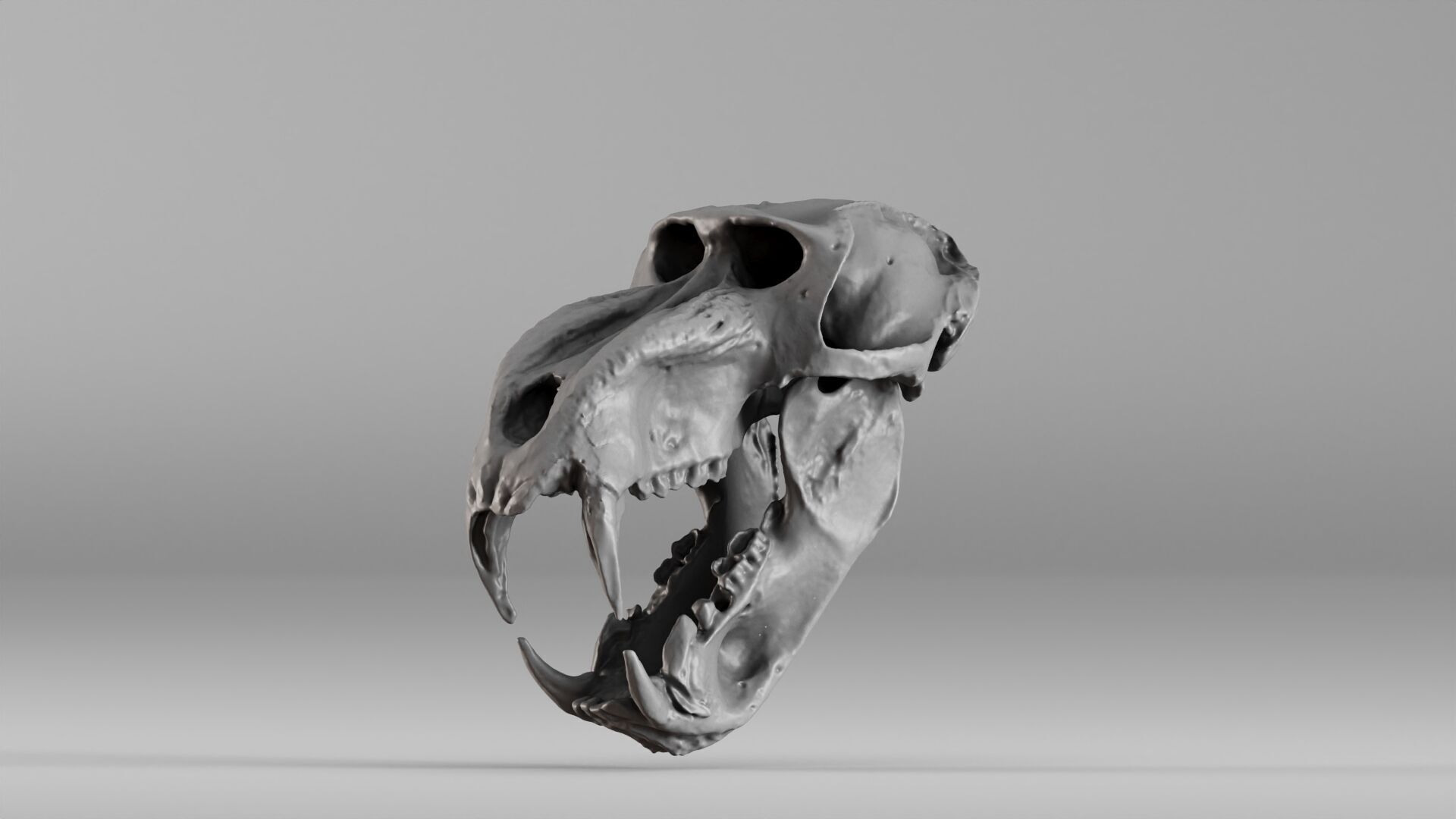 001584 Baboon Skull 3D print model_21