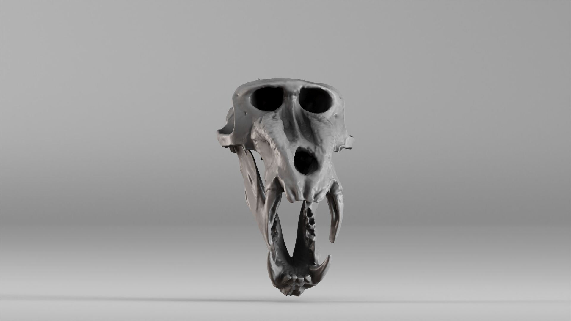 001584 Baboon Skull 3D print model_5
