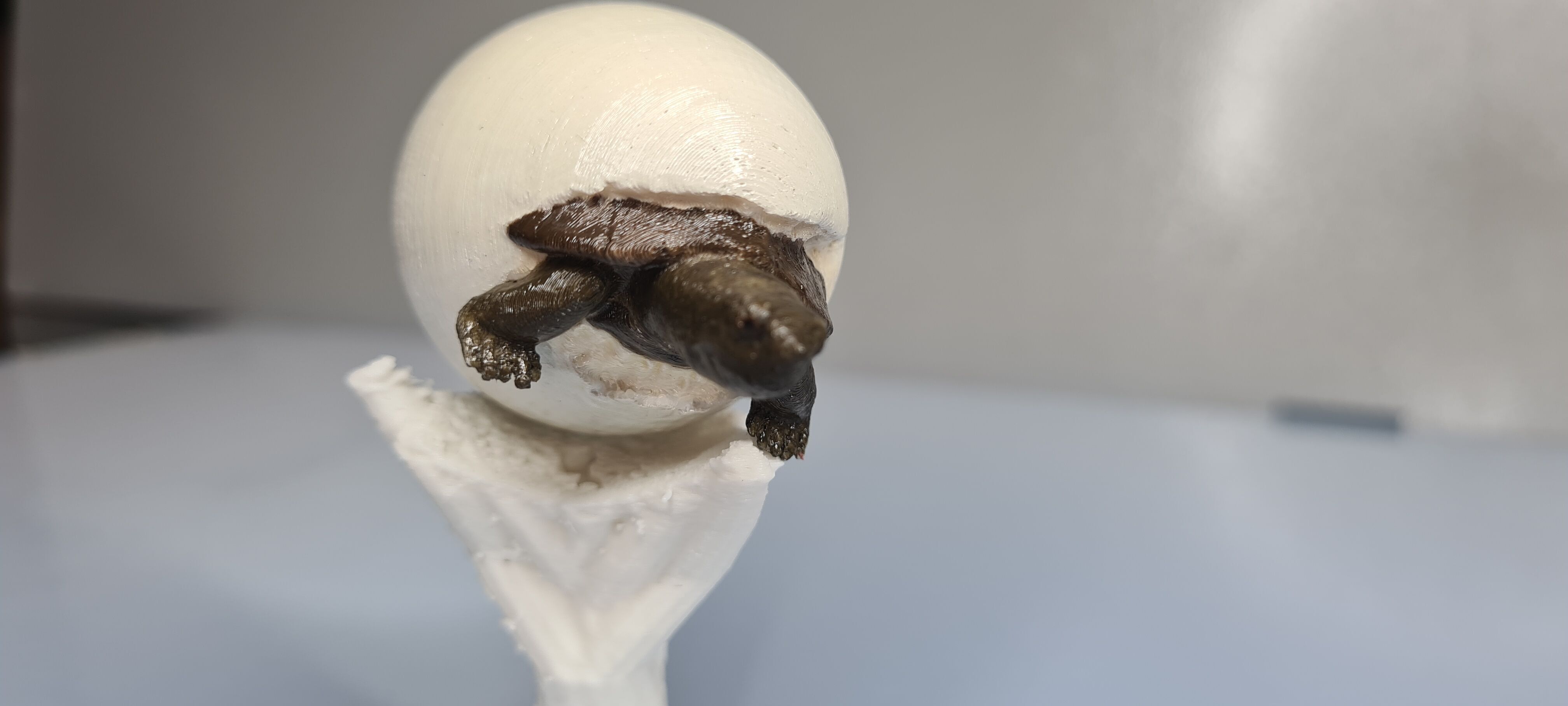 Baby tortu 3D print model_1